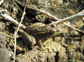 lowland leopard frog